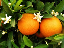 orange2_fl