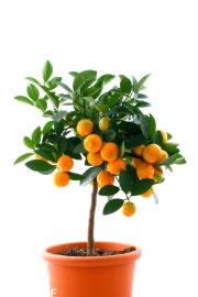 Orangenbaum