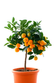 orangenbaum2 fl