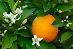 orangenbaum_fl