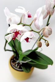 orchidee-topf_fl