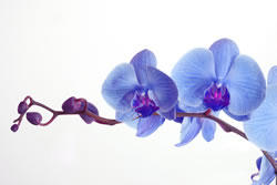 orchidee_fl