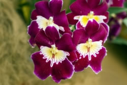 orchideen-cattleya3_fl