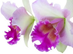 Orchideen