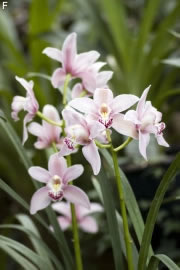 Orchideen