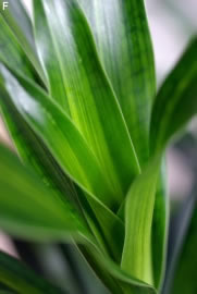 palme2