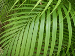 palme3_fl