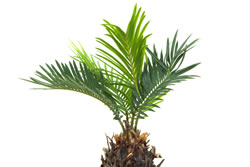 palme4_fl