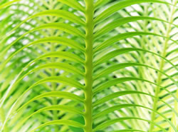 palme5_fl