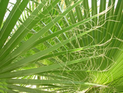 palme7 fl
