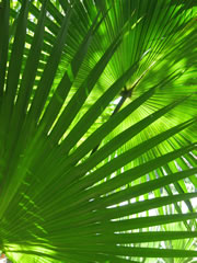 palme9_fl