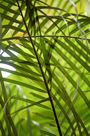 palmen_fl