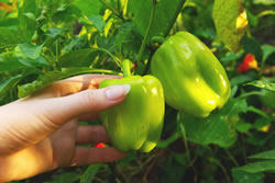 paprika2 fl