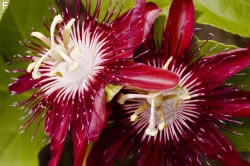 Passionsblume