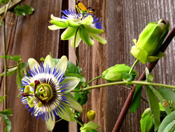 passionsblume2_fl