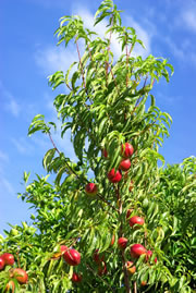 pfirsichbaum_fl