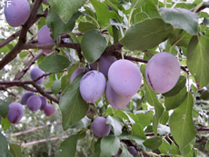 pflaume1