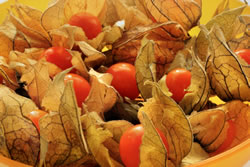 physalis2_fl