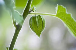 physalis_fl
