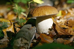 pilz2_fl