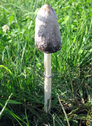 pilz5_fl