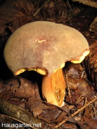 Pilze züchten