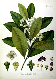 piment gp