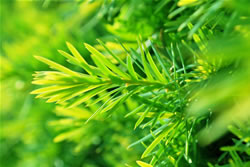 pinienbaum_fl