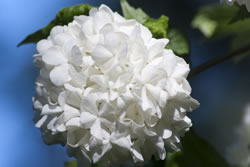 prachtspiere2_fl
