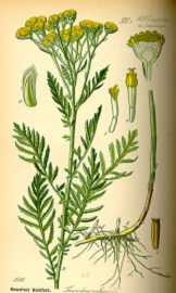 rainfarn2 ot