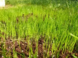 Braune Flecken im Rasen bekämpfen - Hausgarten.net