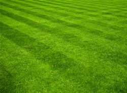 rasen2_fl