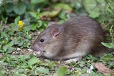 ratte2