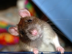 ratte2_fl