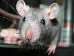 ratte_fl
