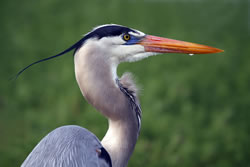 reiher4_fl