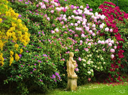 rhododendron4_fl