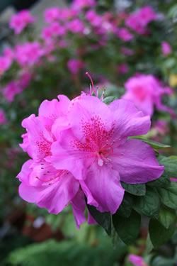 rhododendron6 fl