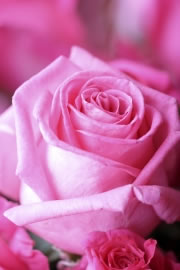 rosa-rosen3 fl
