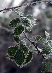 rose-frost_fl