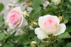 rose