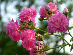 rosen2_fl