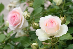 rosen4_fl