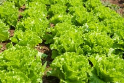 salat3_fl