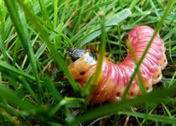 schaedlinge-raupe fl