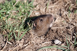 schermaus_fl