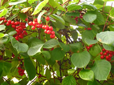 schisandra_karola-schmitt