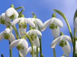 schneegloeckchen fl