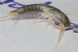 Silberfische in der Wohnung