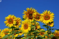 Sonnenblume